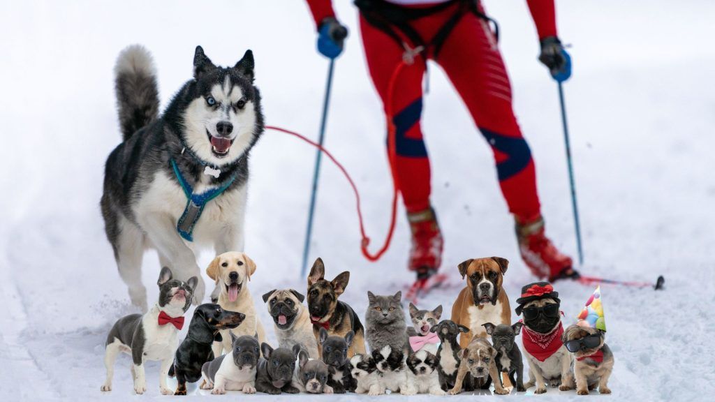 Razas de Perros y Actividades Deportivas