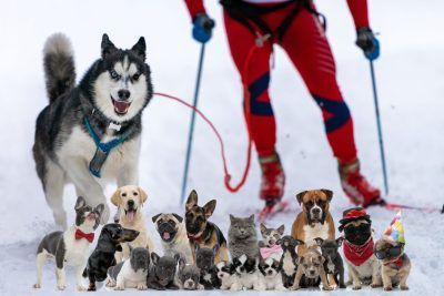 Razas de Perros y Actividades Deportivas