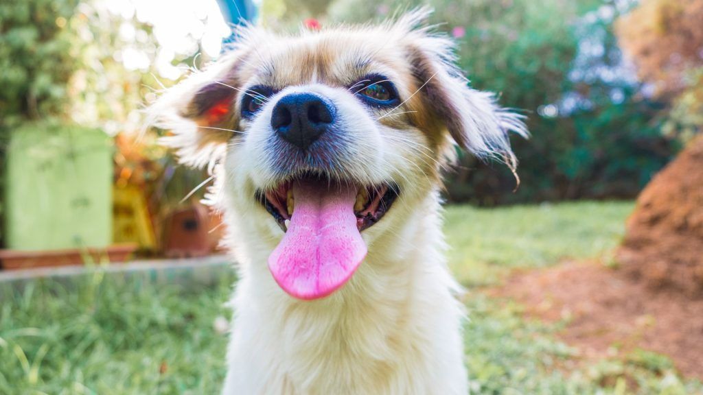 Seguro de mascotas protege a tu companero peludo con la mejor cobertura