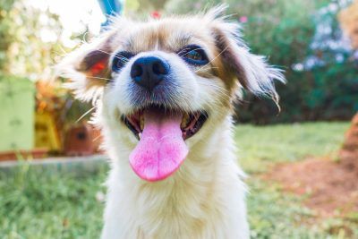 Seguro de mascotas protege a tu companero peludo con la mejor cobertura