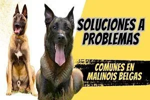 Soluciones a Problemas jpg webp