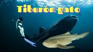 Tiburon gato