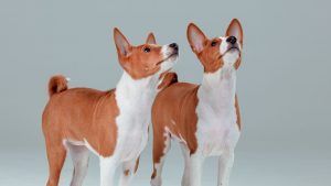 Xoloitzcuintle a Basenji 1