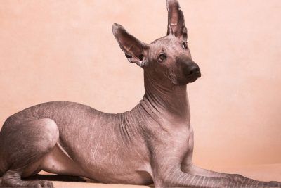 Xoloitzcuintle a Basenji