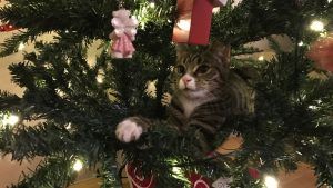 mi gato se suba al arbol de Navidad