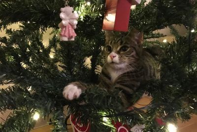 mi gato se suba al arbol de Navidad