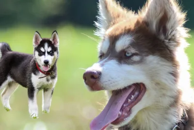 Cachorro Husky Siberiano jpg