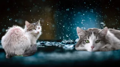 Gatos bajo la lluvia 1 jpg