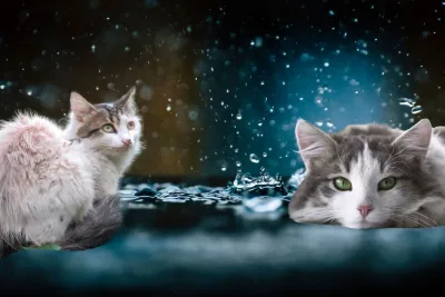 Gatos bajo la lluvia 1 jpg