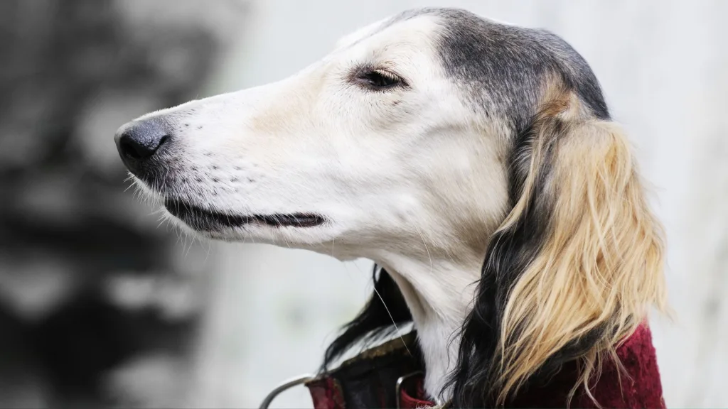 Perro Saluki