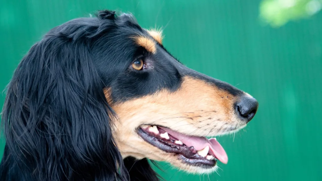 Temperamento y Comportamiento del Saluki