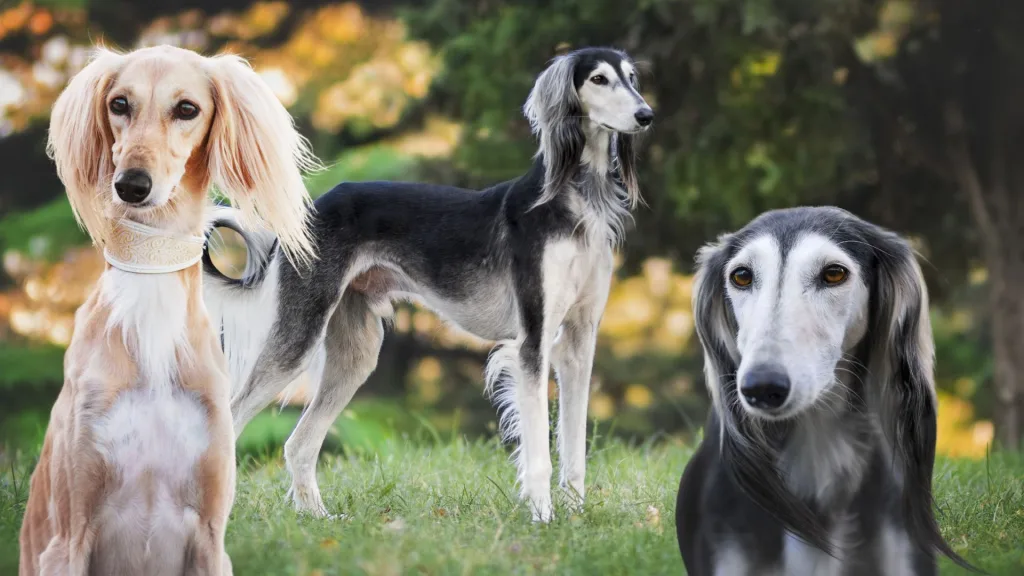 el Saluki