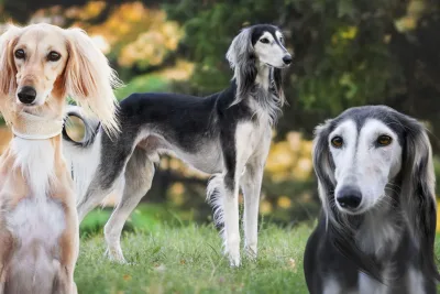 el Saluki jpg