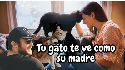 Tu gato te ve como su madre jpg