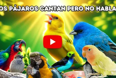 Por que los pajaros cantan pero no hablan jpg