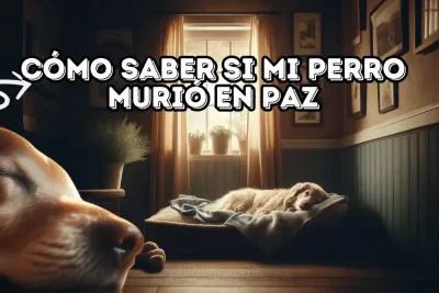 si mi perro murio en paz jpg