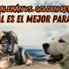 Pastor Aleman vs. Golden Retriever jpg