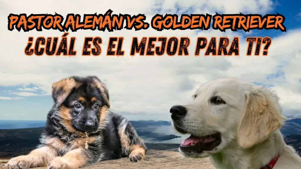 Pastor Aleman vs. Golden Retriever jpg