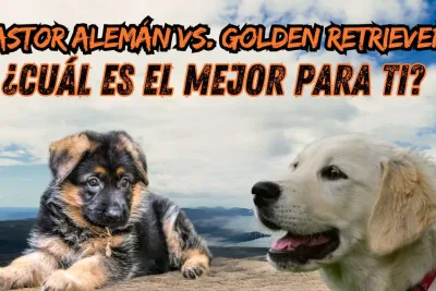 Pastor Aleman vs. Golden Retriever jpg